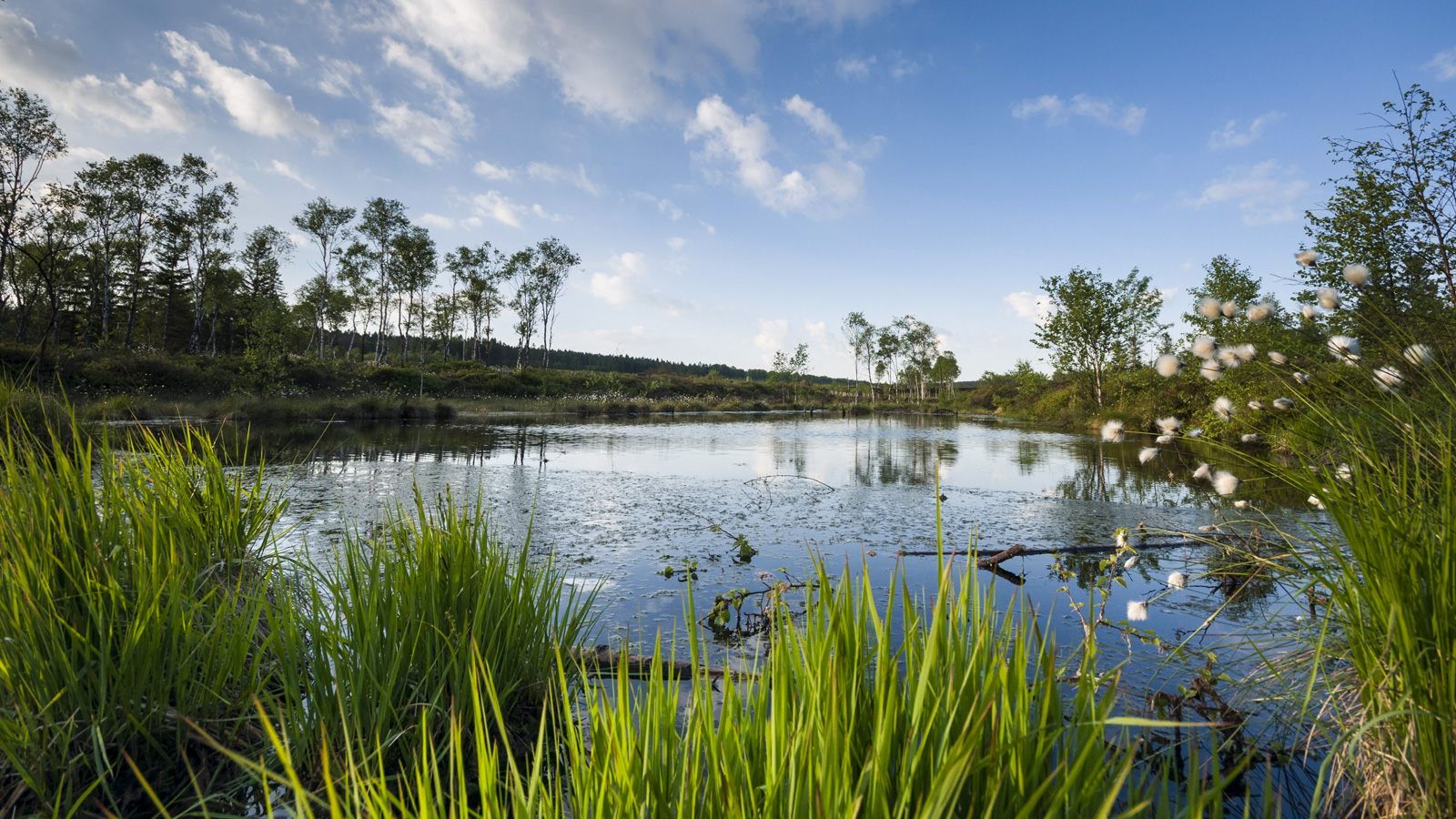 Touristik-Information lädt zur Hochmoorführung im Mecklenbruch bei Silberborn ein